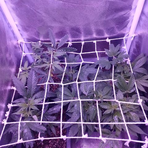 Purple Punch growlog timeline photo