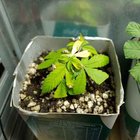 Purple Punch growlog timeline photo
