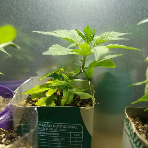 Purple Punch growlog timeline photo