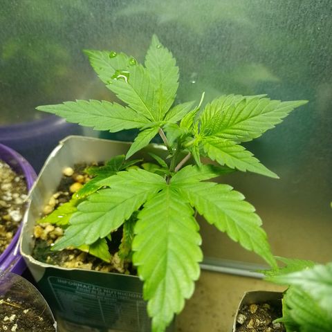 Purple Punch growlog timeline photo