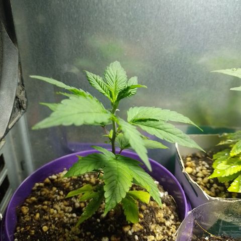 Purple Punch growlog timeline photo