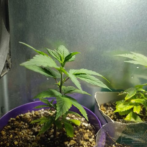 Purple Punch growlog timeline photo