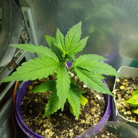 Purple Punch growlog timeline photo