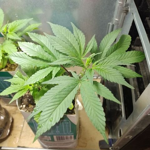 Purple Punch growlog timeline photo