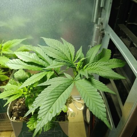 Purple Punch growlog timeline photo