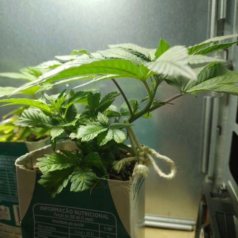 Purple Punch growlog timeline photo