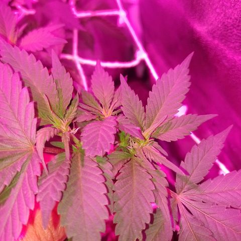 Purple Punch growlog timeline photo