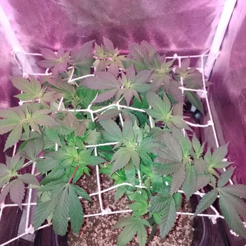 Purple Punch growlog timeline photo