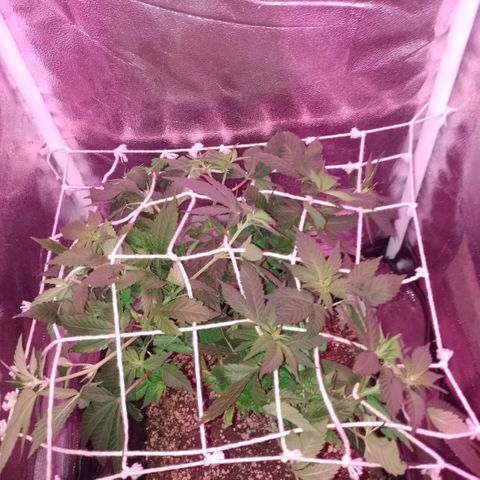 Purple Punch growlog timeline photo