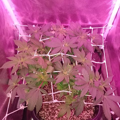 Purple Punch growlog timeline photo