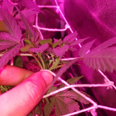 Purple Punch growlog timeline photo
