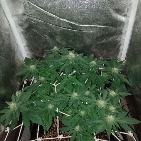 Purple Punch growlog timeline photo