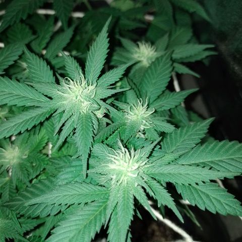 Purple Punch growlog timeline photo