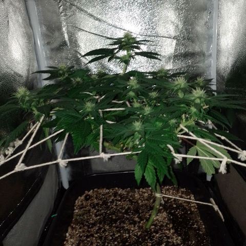 Purple Punch growlog timeline photo