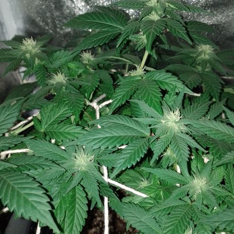 Purple Punch growlog timeline photo