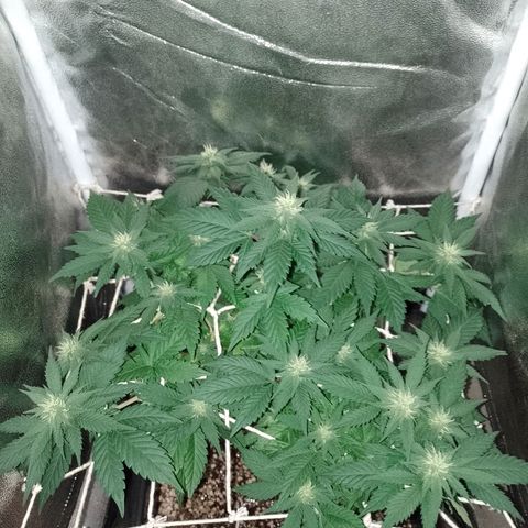 Purple Punch growlog timeline photo