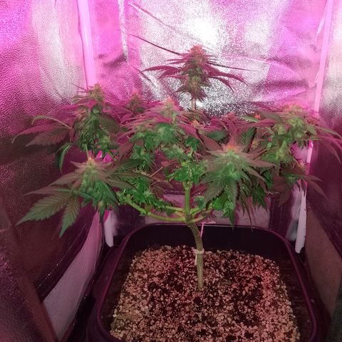 Purple Punch growlog timeline photo
