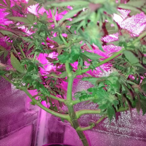 Purple Punch growlog timeline photo