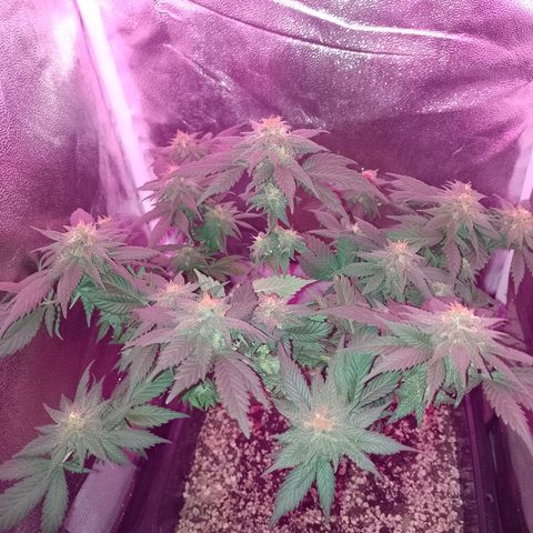 Purple Punch growlog timeline photo