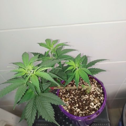 Purple Punch growlog timeline photo