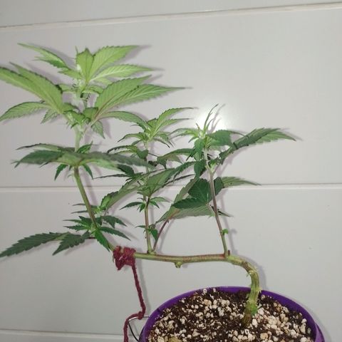 Purple Punch growlog timeline photo