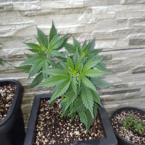 Purple Punch growlog timeline photo