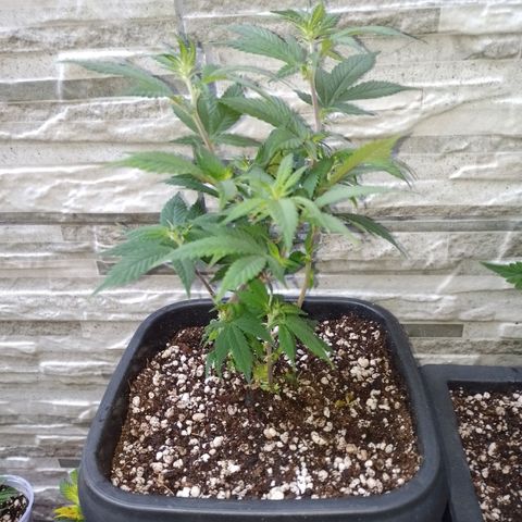 Purple Punch growlog timeline photo