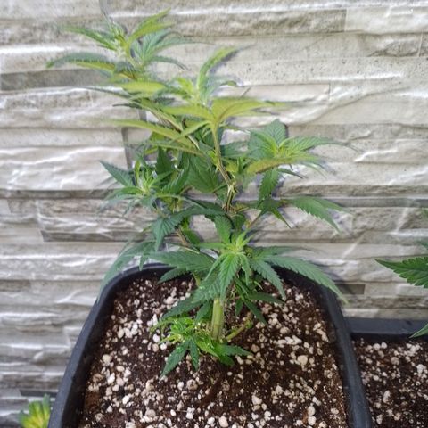 Purple Punch growlog timeline photo
