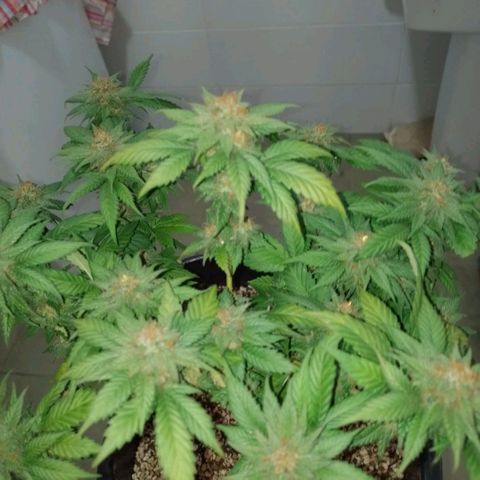 Purple Punch growlog timeline photo