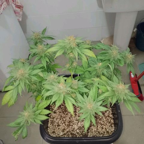 Purple Punch growlog timeline photo