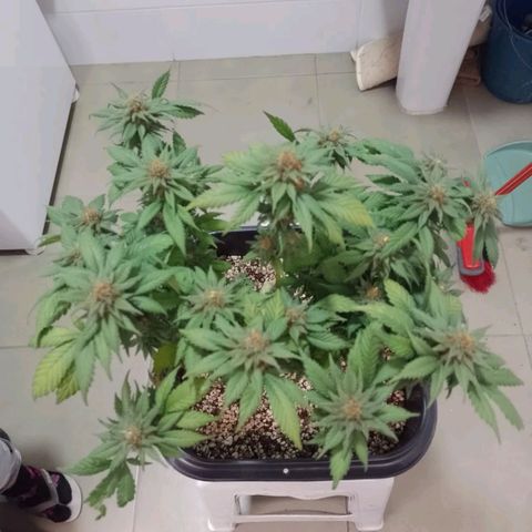 Purple Punch growlog timeline photo