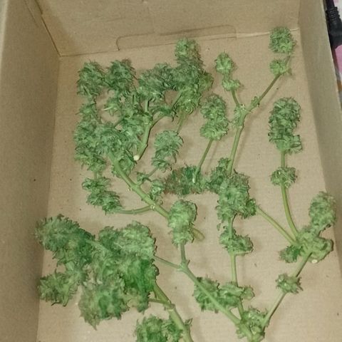 Purple Punch growlog timeline photo