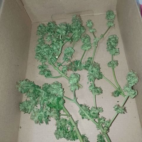 Purple Punch growlog timeline photo