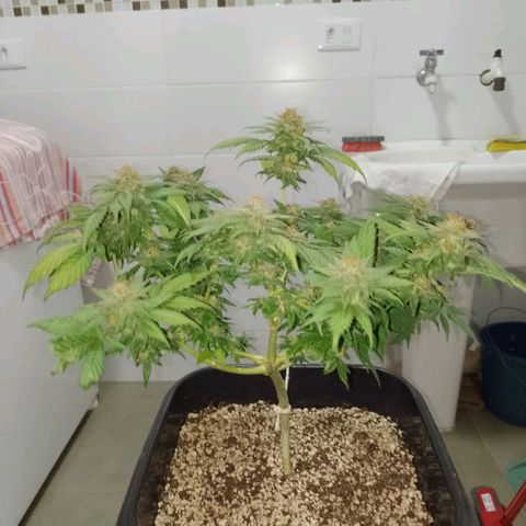 Purple Punch growlog timeline photo