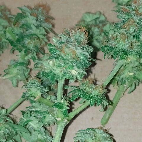 Purple Punch growlog timeline photo
