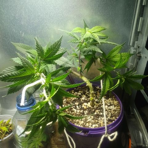 Purple Punch growlog timeline photo