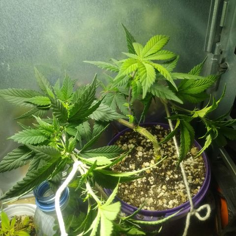 Purple Punch growlog timeline photo
