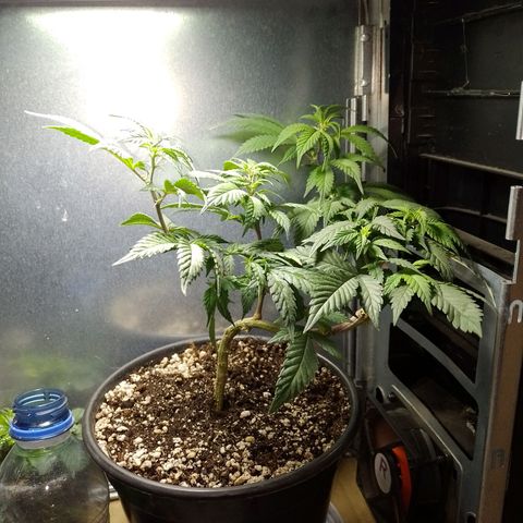Purple Punch growlog timeline photo