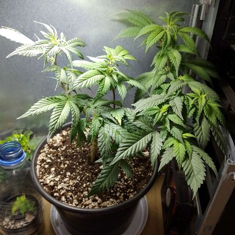 Purple Punch growlog timeline photo