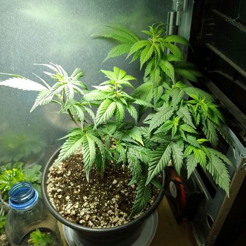 Purple Punch growlog timeline photo