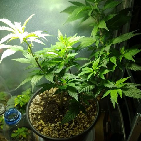 Purple Punch growlog timeline photo