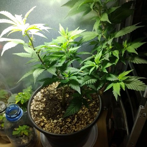 Purple Punch growlog timeline photo