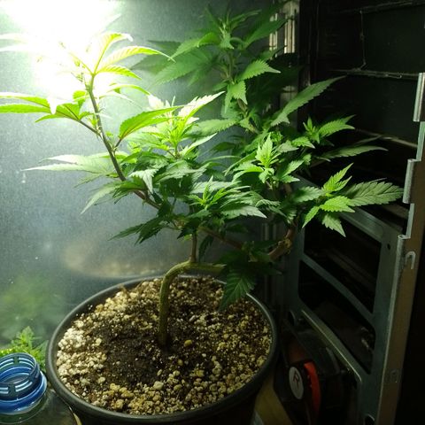 Purple Punch growlog timeline photo