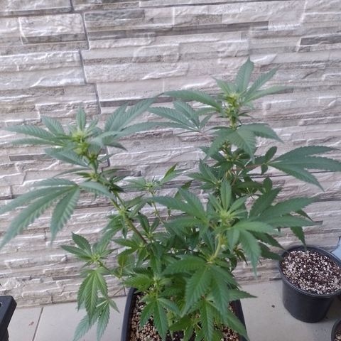 Purple Punch growlog timeline photo