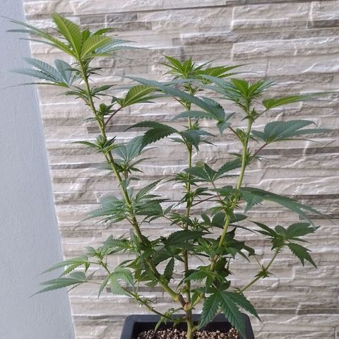 Purple Punch growlog timeline photo
