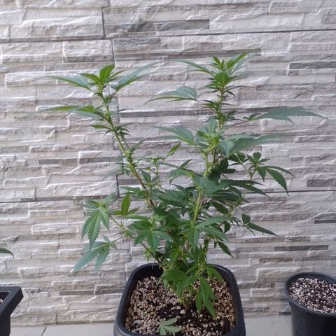 Purple Punch growlog timeline photo
