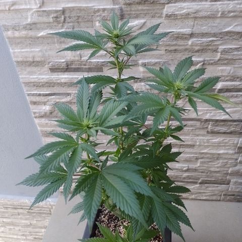 Purple Punch growlog timeline photo