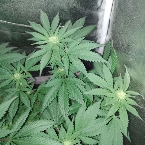 Purple Punch growlog timeline photo