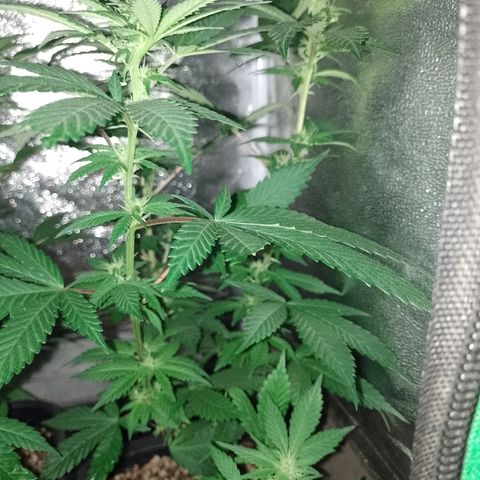 Purple Punch growlog timeline photo