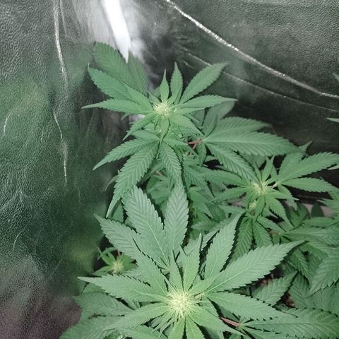 Purple Punch growlog timeline photo